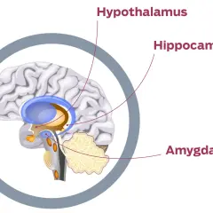 Hjärnan visar hypotalamus, hippocampus och amygdala, viktiga för stresshormon.