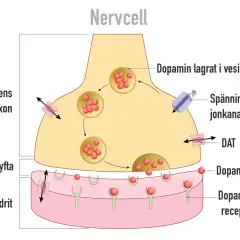 Illustration av en nervcellssynaps. Dopamin frigörs och binder till receptorer, en process som kan påverkas av alkohol.