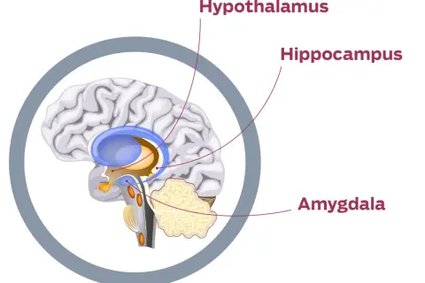 Hjärnan visar hypotalamus, hippocampus och amygdala, viktiga för stresshormon.