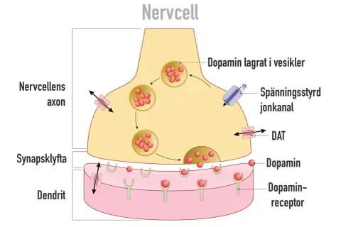 Illustration av en nervcellssynaps. Dopamin frigörs och binder till receptorer, en process som kan påverkas av alkohol.