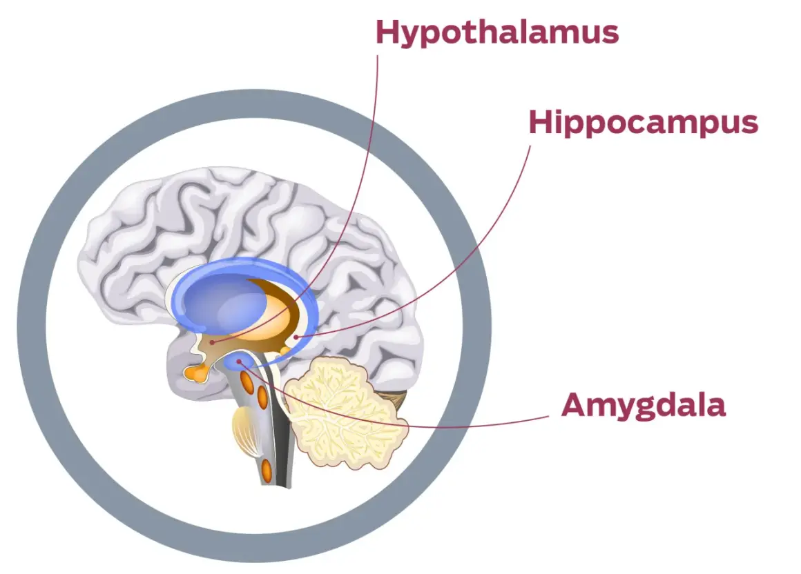 Hjärnan visar hypotalamus, hippocampus och amygdala, viktiga för stresshormon.
