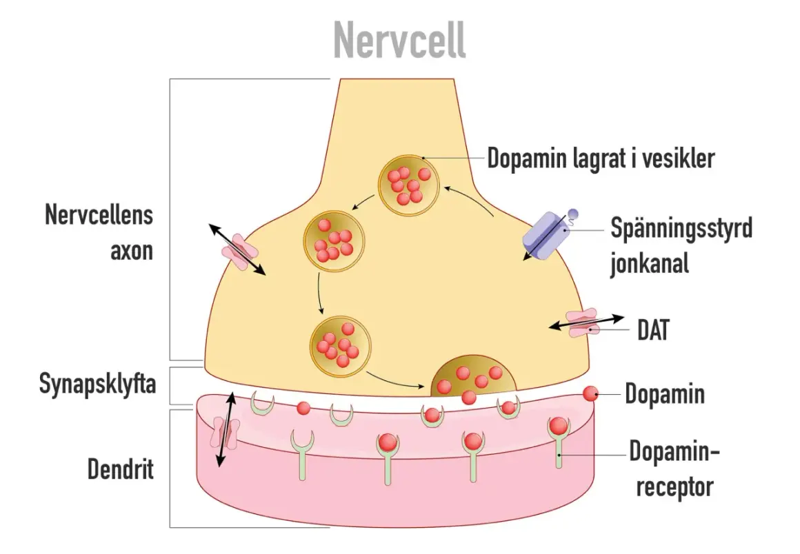 Illustration av en nervcellssynaps. Dopamin frigörs och binder till receptorer, en process som kan påverkas av alkohol.