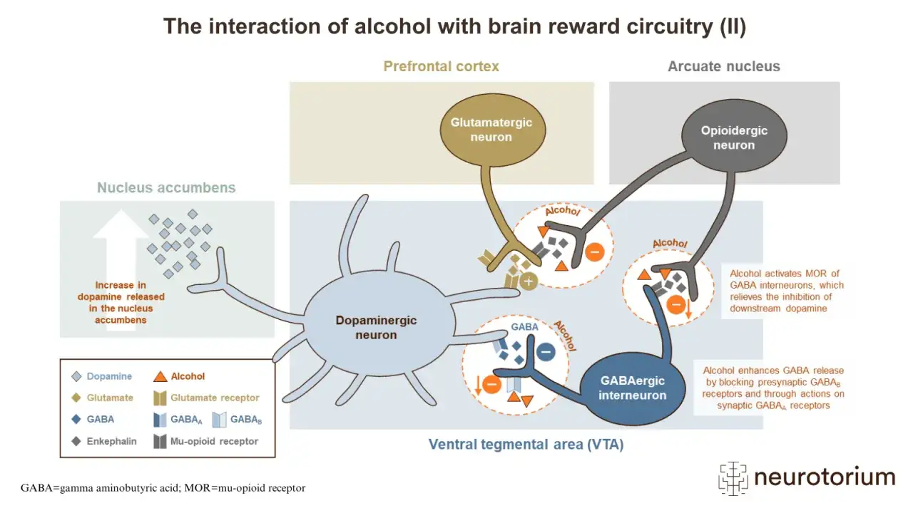 Diagrammet visar hur alkohol p&aring;verkar hj&auml;rnans bel&ouml;ningssystem, vilket leder till &ouml;kad dopaminfris&auml;ttning och en k&auml;nsla av v&auml;lbehag.